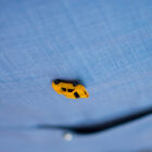 fc-brooch-fiti-yellow-cab_04